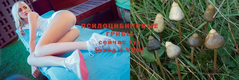 Псилоцибиновые грибы Psilocybe  Правдинск 